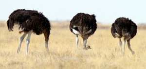 ostrich_istock