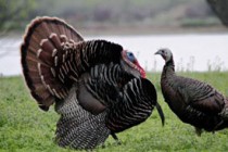 pair-of-wild-turkey-birds-m